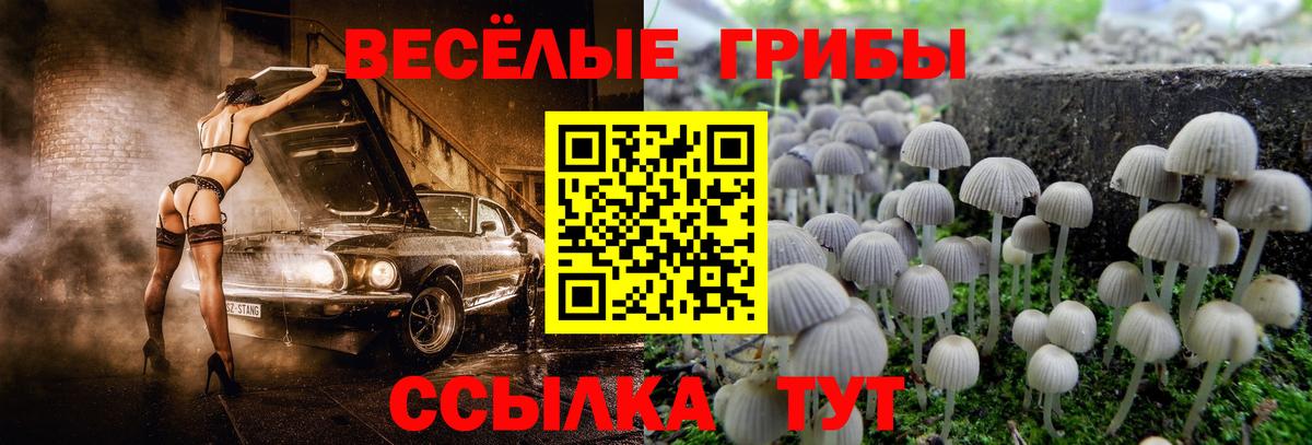 Псилоцибиновые грибы Cubensis Нарткала